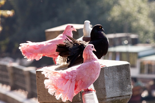 记者：拜仁和于帕进行深入谈判，他们预计球员最终会完成续约
